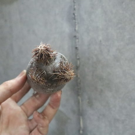 pachypodium gracilius 011