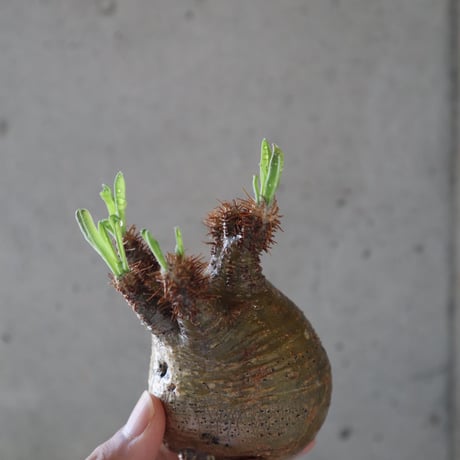 pachypodium gracilius  068