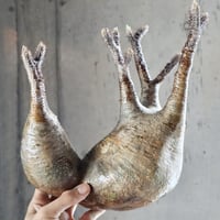 pachypodium gracilius  分頭 021
