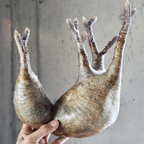 pachypodium gracilius  分頭 021