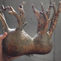 pachypodium gracilius  分頭 027