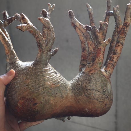 pachypodium gracilius  分頭 027
