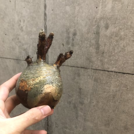 pachypodium gracilius  114