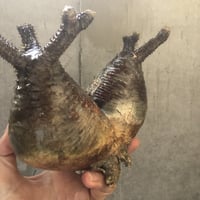 pachypodium gracilius  2頭 002