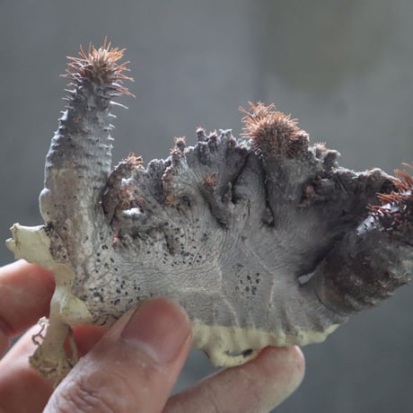 pachypodium gracilius  crest 005