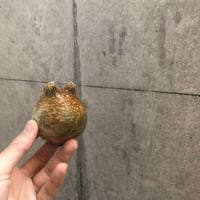 pachypodium gracilius  112