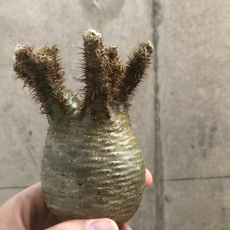 pachypodium gracilius  crest 301