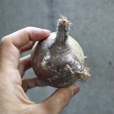 pachypodium gracilius 003