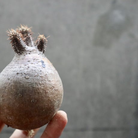 pachypodium gracilius  037