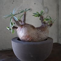pachypodium gracilius  分頭 036