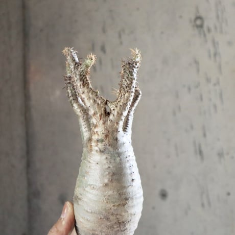 pachypodium gracilius   crest 012