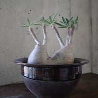 pachypodium gracilius  分頭 033