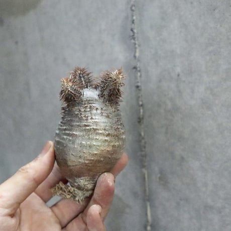 pachypodium gracilius 011