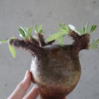 pachypodium gracilius  071
