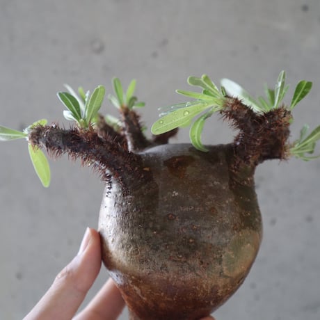 pachypodium gracilius  071