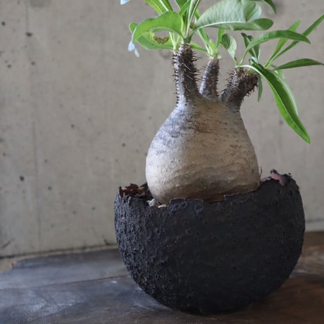 pachypodium gracilius  077