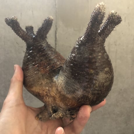 pachypodium gracilius  2頭 002