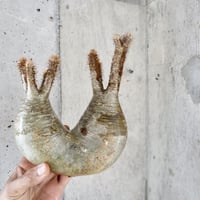 pachypodium gracilius  分頭 003