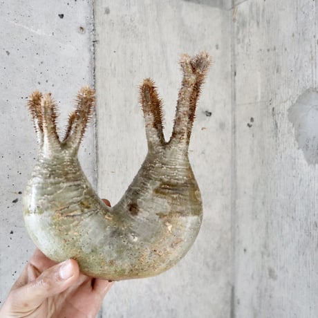 pachypodium gracilius  分頭 003