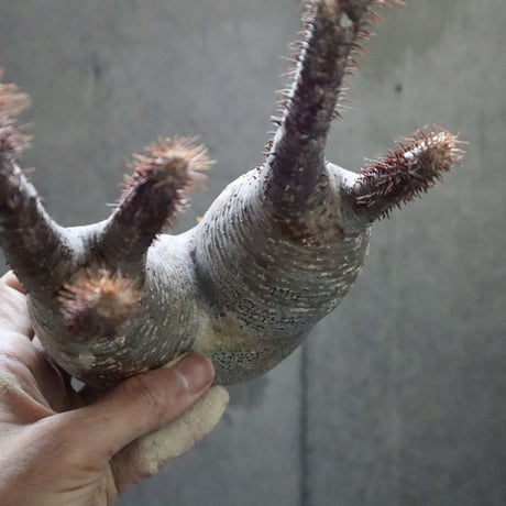 pachypodium gracilius  分頭002