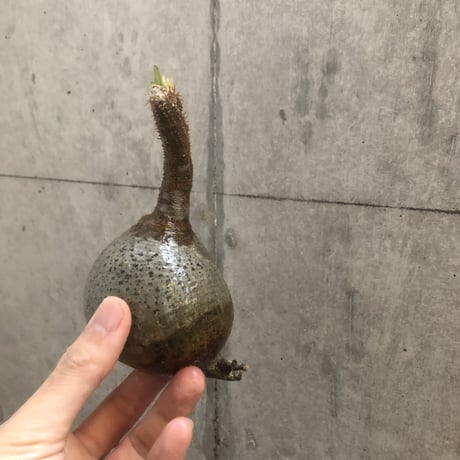 pachypodium gracilius  110