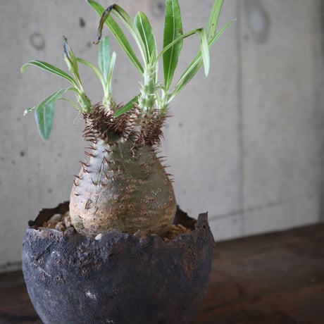 pachypodium gracilius  076