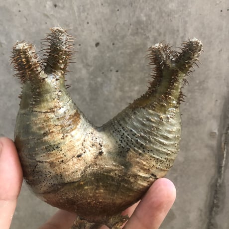 pachypodium gracilius  2頭  201