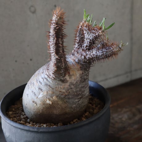 pachypodium gracilius   crest 024