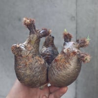 pachypodium gracilius  分頭 026