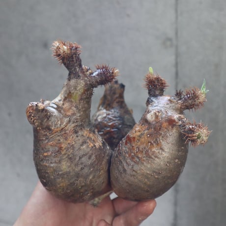 pachypodium gracilius  分頭 026