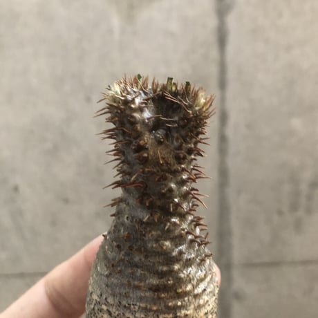pachypodium gracilius  crest 300