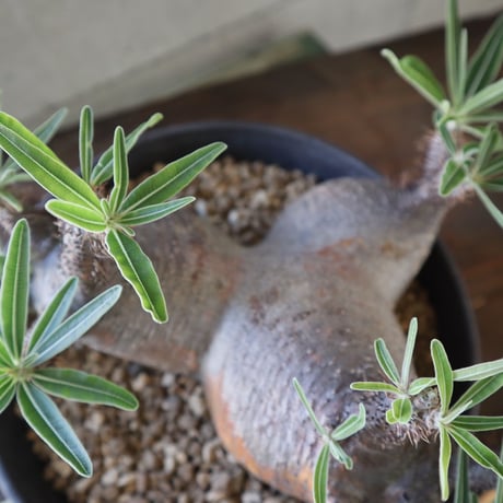 pachypodium gracilius  分頭 031