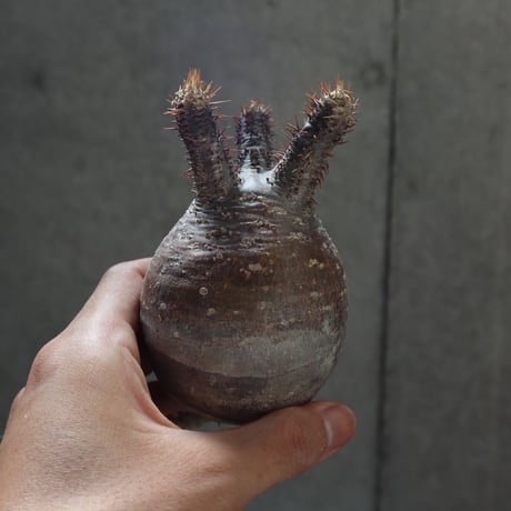 pachypodium gracilius  024