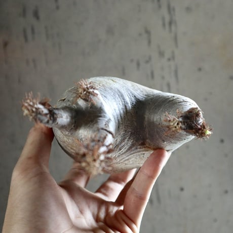 pachypodium gracilius  分頭 016