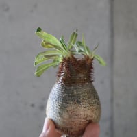 pachypodium gracilius  073