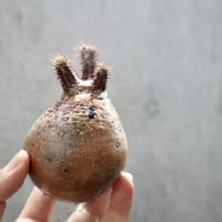 pachypodium gracilius  037