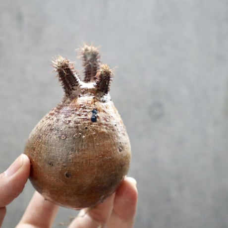 pachypodium gracilius  037