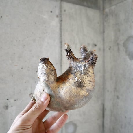 pachypodium gracilius  分頭006