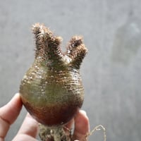 pachypodium gracilius  034
