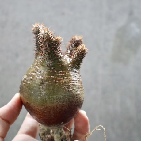 pachypodium gracilius  034