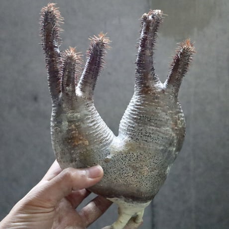 pachypodium gracilius  分頭002