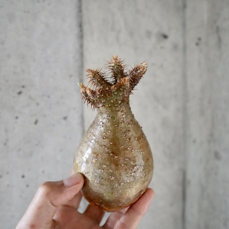pachypodium gracilius   crest  008