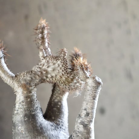 pachypodium gracilius   crest 013