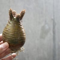 pachypodium gracilius  029