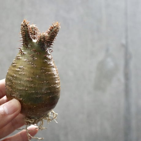 pachypodium gracilius  029