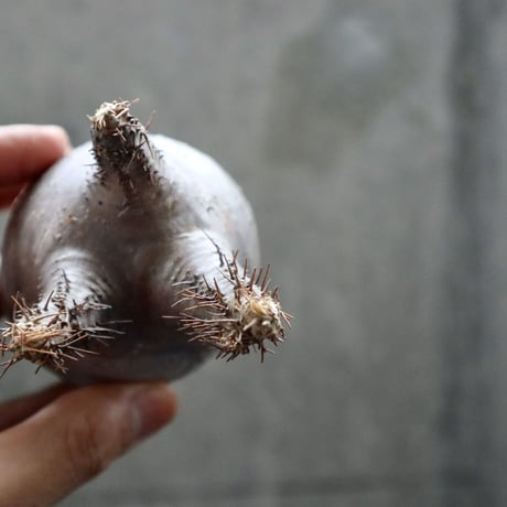 pachypodium gracilius  033