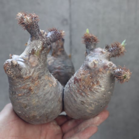 pachypodium gracilius  分頭 026