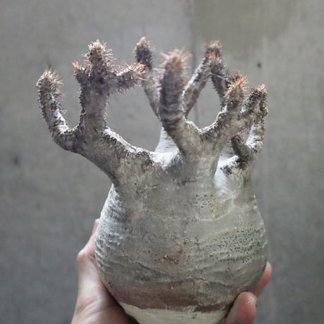 pachypodium gracilius  crest 004