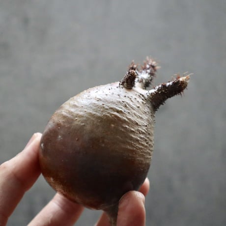 pachypodium gracilius  035