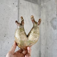 pachypodium gracilius  分頭 011